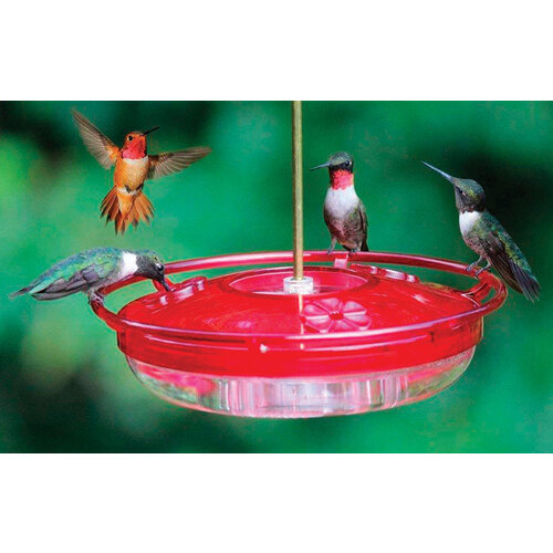 Cole's 8925018 Bird Feeder Cole's Hummer High Rise Hummingbird 8 ...