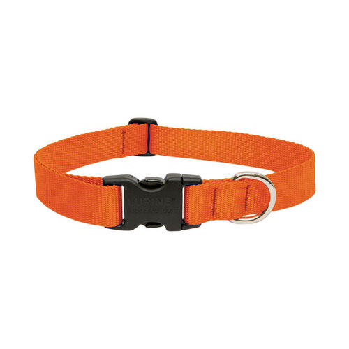 Lupine Pet 52553 Adjustable Collar Basic Solids Blaze Orange Blaze Orange Nylon Dog Blaze Orange