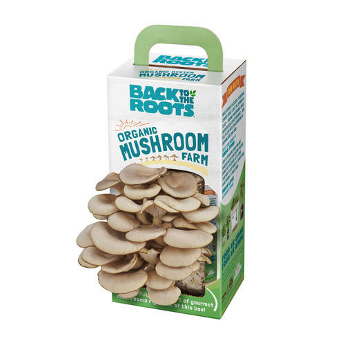 Back to the Roots 11001 Grow Kit Mushroom