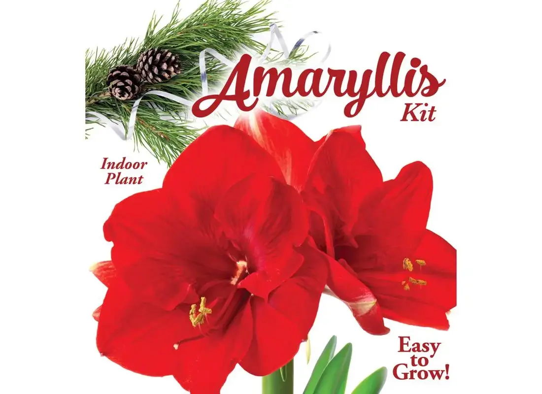 DeGroot AY912A00-XCP12 Gift Box Bulb Kit Amaryllis - pack of