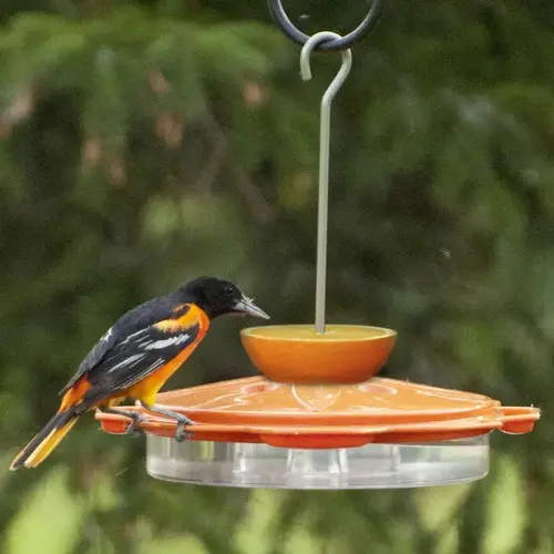 Bird Feeder Oriole Plastic Jelly and Nectar Station 8 ports Orange