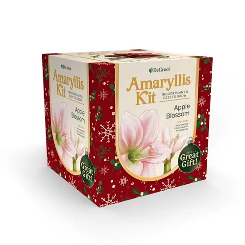 【保証書付】 Box Gift AY912A00-XCP12 DeGroot Bulb of pack - Amaryllis Kit コーヒー