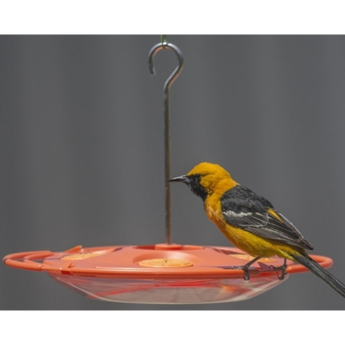 Bird Feeder, 16 oz, 4-Port/Perch, Plastic, Hanging Mounting