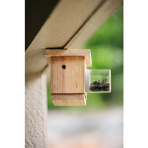 Bees N Things BEES-AST Hanging Carpenter Bee Trap