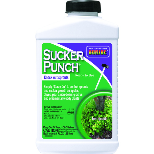 BONIDE PRODUCTS INC 276 Sucker Punch, Plant Growth Regulator, Sprout Control Liquid with Brush Applicator, 8 oz. Ready-to-Use