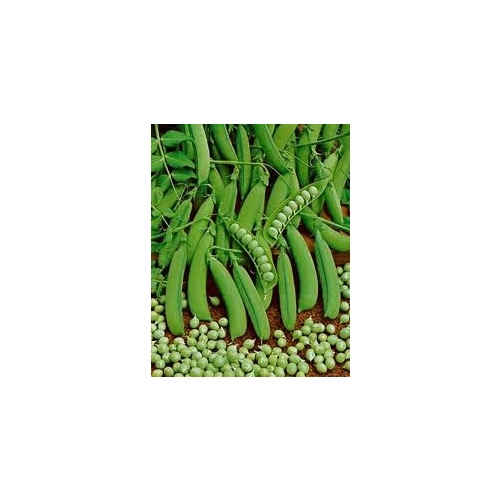 Charter Seed Co 13702550 Peas - Little Marvel 50-lbs