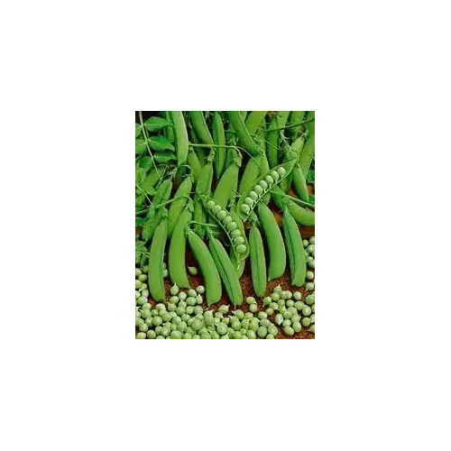 Charter Seed Co 13702273 Peas - Little Marvel 5-lbs