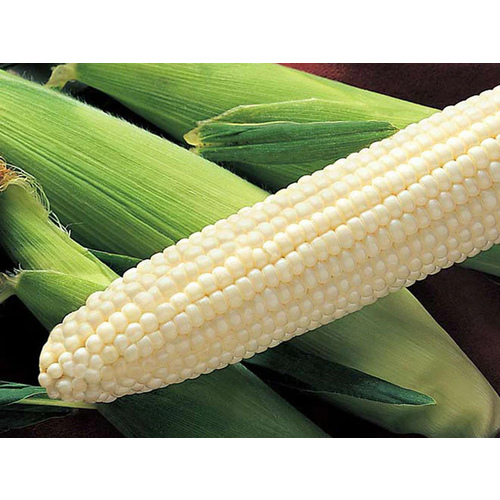 Syngenta Seeds, LLC 13702388 Corn Silver King - 25,000 Count (Approximately 10lbs)