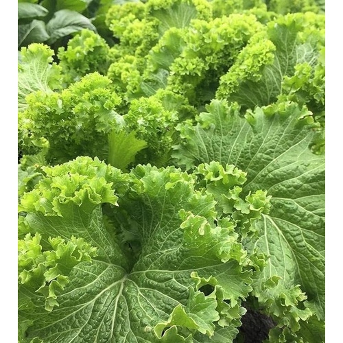 Wild West Seed 13702368 Mustard - Southern Giant Curled 50-Lbs.