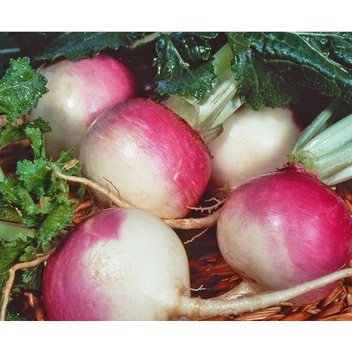 Wild West Seed 13702342 Turnip - Purple Top 1-lbs