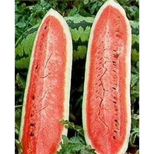 Wild West Seed 13702332 Watermelon - Jubilee Improved 1-lbs