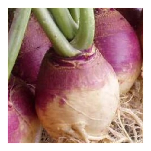 Rutabaga - American Purple Top 5-lbs