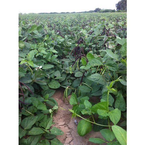 Cowpeas - Pinkeye Purplehull 50-lbs