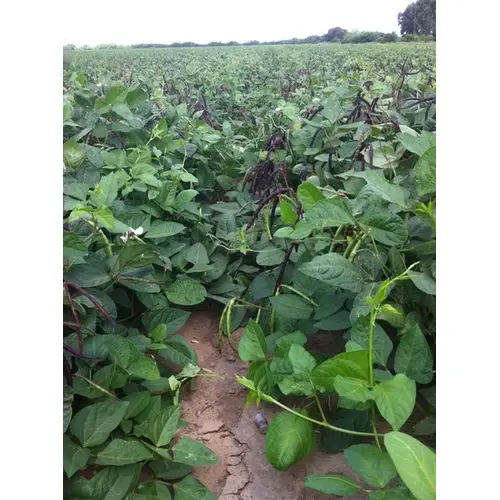 Cowpeas - Pinkeye Purplehull 50-lbs