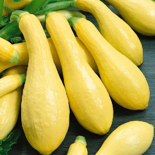 Squash - Early Prolific Straight Neck 1-lbs