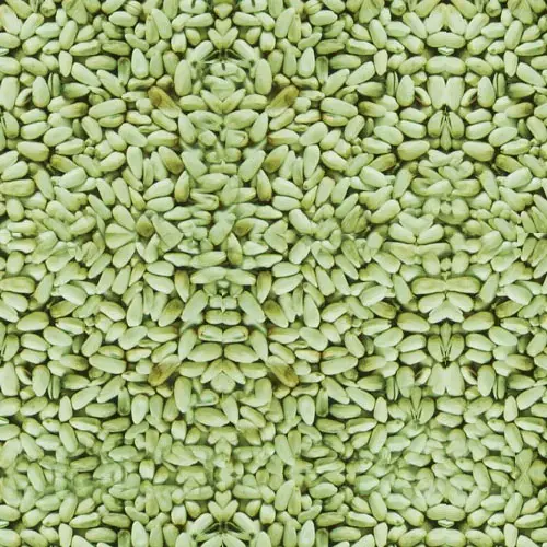 Green Safflower Bird Seed