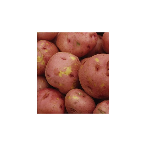 Gator Taters Company 13722290 LaSoda Seed Potato 50 Lb. Bag