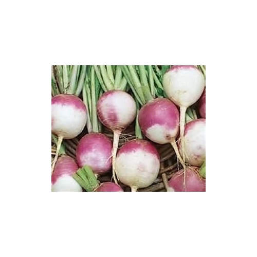 Oregon Grown Seeds TU-50# Turnip - Purple Top 50-lbs