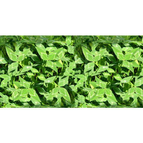 Oregon Grown Seeds 13701462 Blackhawk Arrowleaf Clover Seeds - 50 lbs