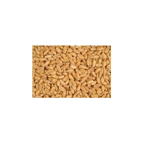 Wheat - Feed Grade 50lbs