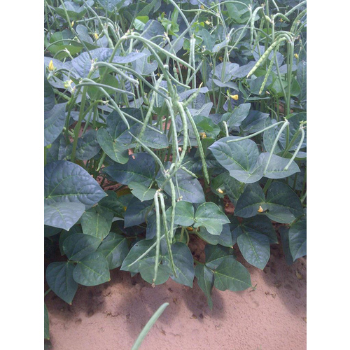 Cowpeas - Texas Cream 40 - 5-lbs