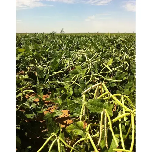 C T Smith Seed Co 13702309 Cowpeas - Mississippi Silver Brown Crowder 5-lbs