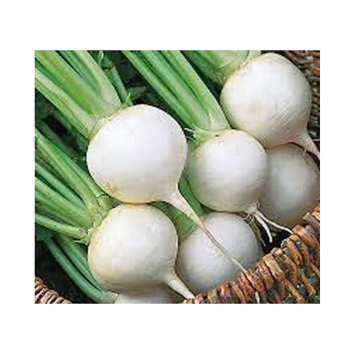 Turnip - White Egg 5-lbs