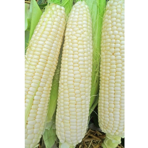 Clemmons and Hamner Seed Inc 13702363 Corn - Trucker's Favorite White 50-lbs