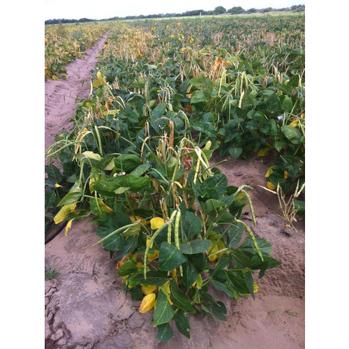 Cowpeas - Elite 50 lbs