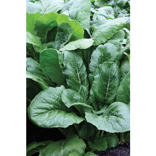 Sakata Hybrid "ALL TOP" Turnip Seed - 1#