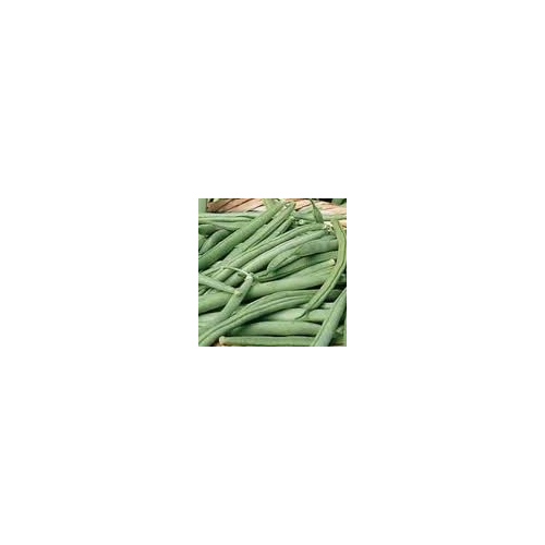 Charter Seed Co 13702547 Bush Beans - Tendergreen Improvised 50-lbs