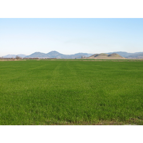 Gulf Annual Ryegrass Seed 50LB