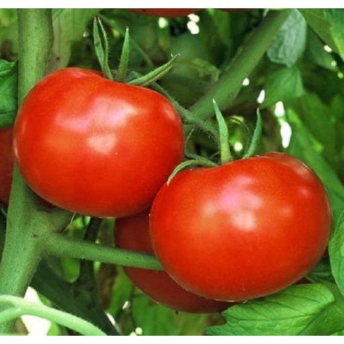 Tomato - Rutgers VF 4-oz