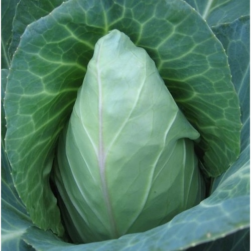 Wild West Seed 13702318 Cabbage - Early Jersey Wakefield 1-lbs