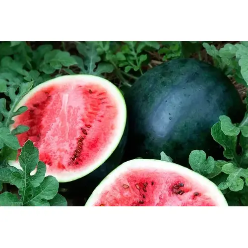 Wild West Seed 13702334 Watermelon - Sugar Baby 1-lbs