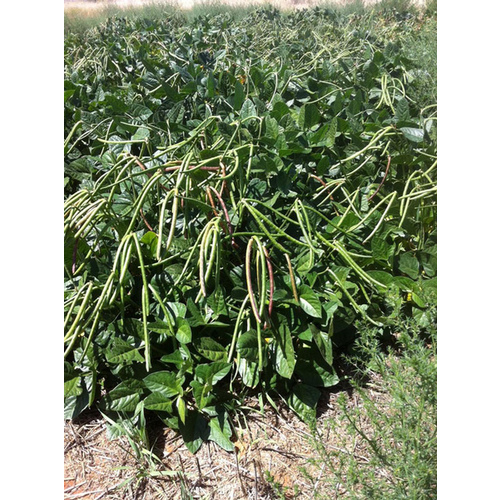 C T Smith Seed Co 13702344 Cowpeas - White Acre Cream 50-lbs