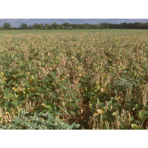 C T Smith Seed Co 13702382 Cowpeas Champion - 5 lbs