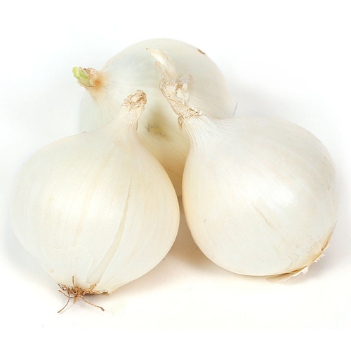 White Onion Sets Prepack 25 Pk. per Case