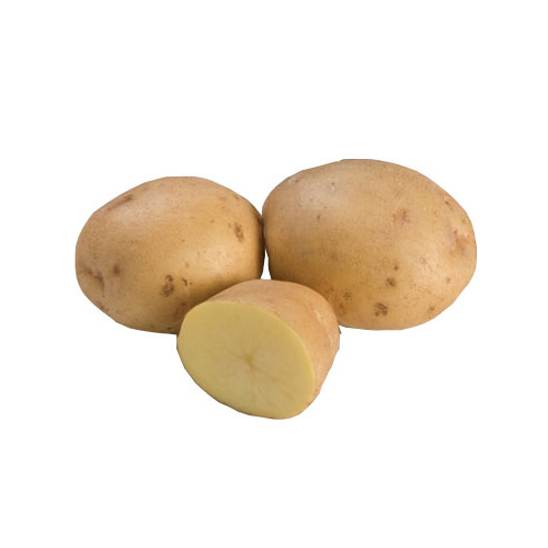 Yukon Gold Seed Potato 50 Lb. Bag