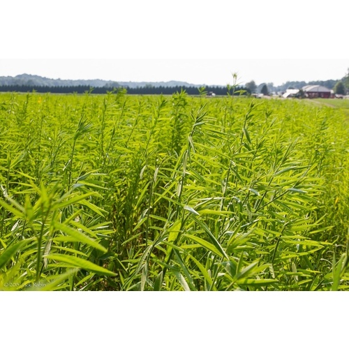 Seed Way & Agriculver Seeds 13700221 Sunn Hemp: A Cover Crop for Southern Farming Systems