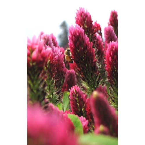 Oregon Grown Seeds 13701457 Crimson Clover Seeds - Inoculated & Coated 50-lbs