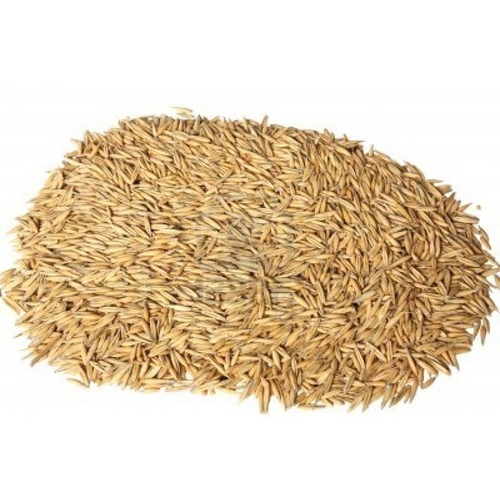 Whole Oats - Feed Grade 50 lbs.