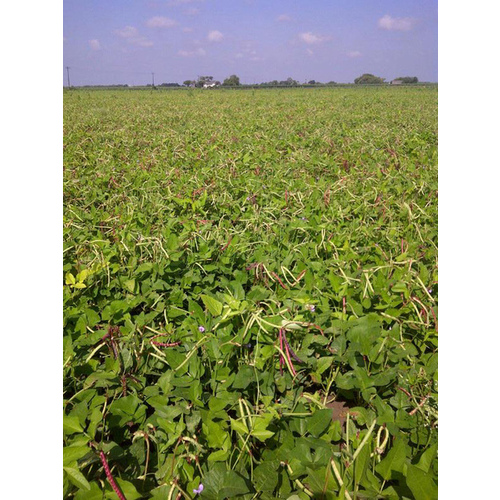 C T Smith Seed Co 13702307 Cowpeas - Mississippi Purple Brown Crowder 5-lbs