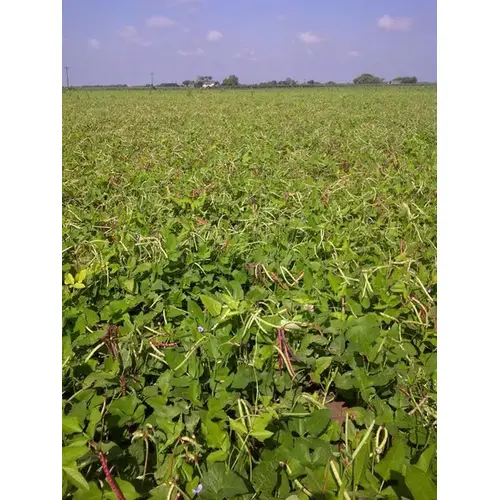 Cowpeas - Mississippi Purple Brown Crowder 50-lbs