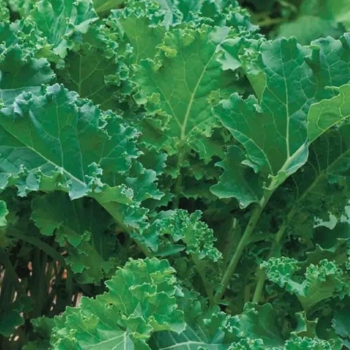 Kale - Dwarf Siberian Coarse Curl 1-lbs