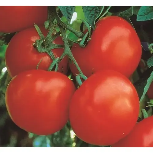 Wild West Seed 13702327 Tomato - Marglobe Improved 4-oz