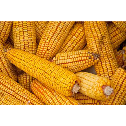 Clemmons and Hamner Seed Inc 13702360 Corn - Reid's Yellow Dent 5-lbs