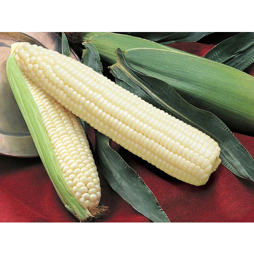 Corn Silver Queen - 25,000 Count (Approximately 12lbs)