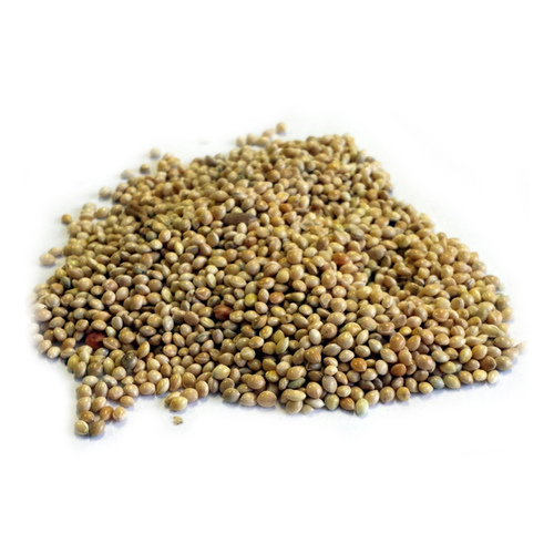 Green Thumb German Finch Millet - 50 lbs