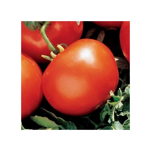 Tomato - Homestead Improved 4-oz